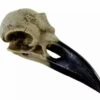Alchemy Corvus Alchemica Raven Skull - Gothic Decorative Ornament — Inacoma -Inacoma Stores FD71089A AEB8 4C8F ABC2 287582E2C0F5